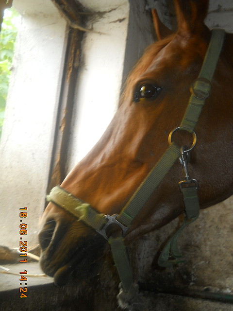 Wpis horsemanship12
