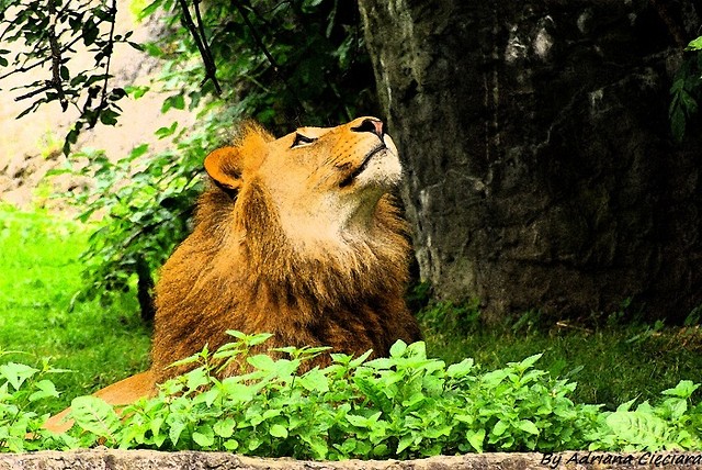 Lion.