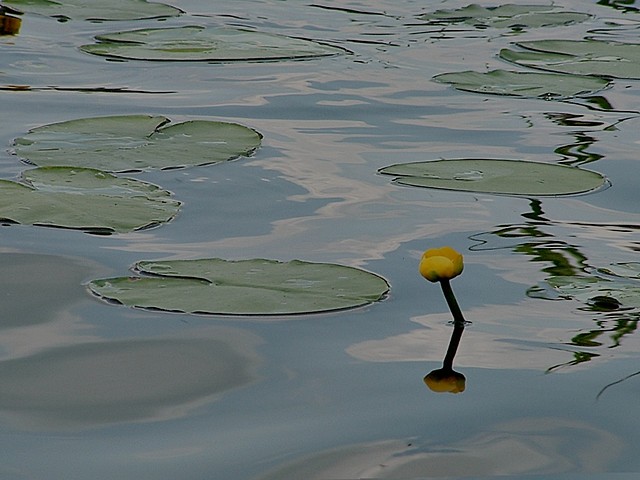 Wpis pannapaulla