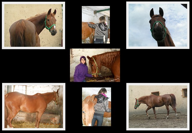 Wpis horsemanship12