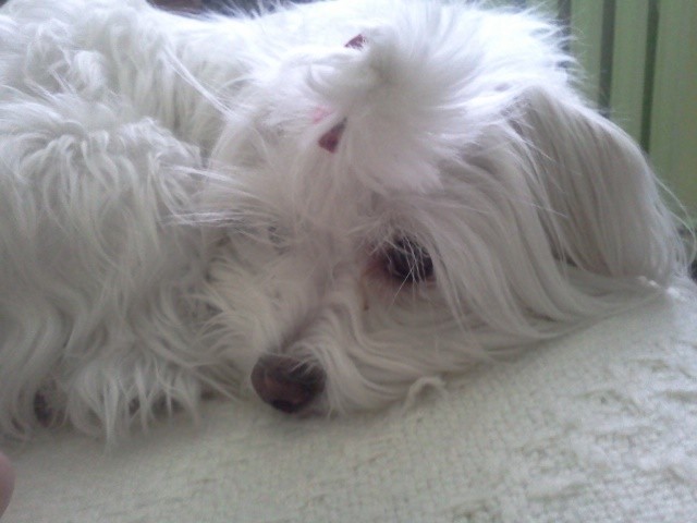 Misia ;D