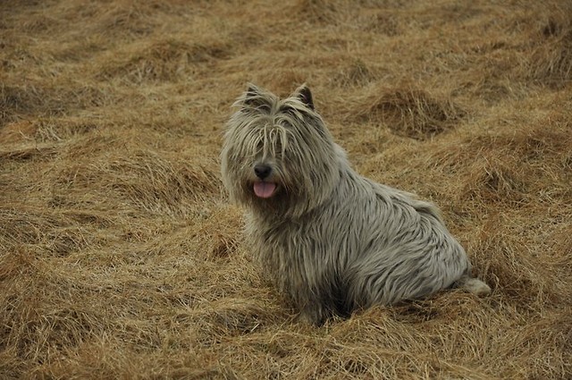 Rocky :DD :***