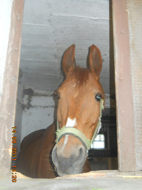 Wpis horsemanship12