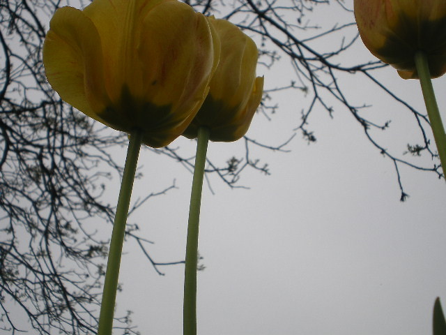 Tulipanki ;))