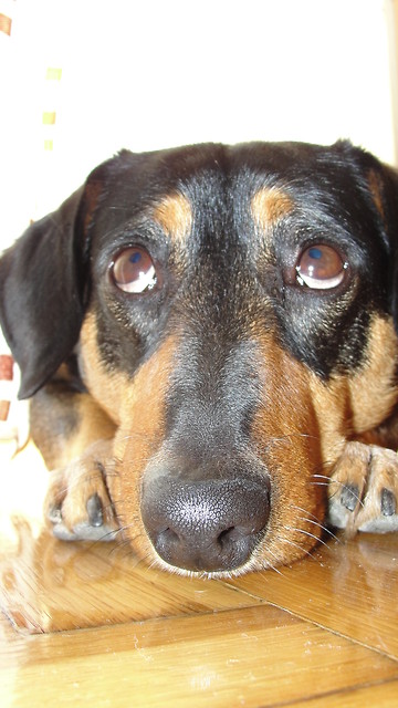 Alf.