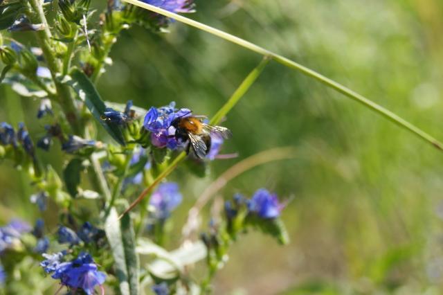Bee. :)) 