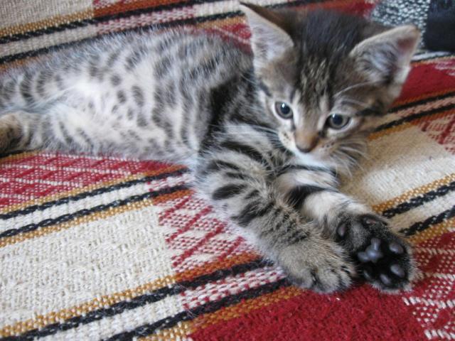 Wpis noirecat