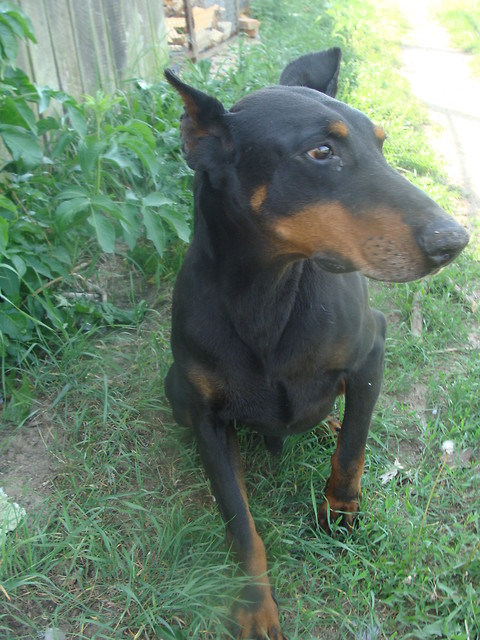 Dexter