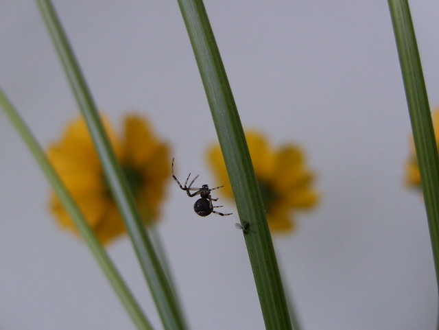 Wpis hyssteria