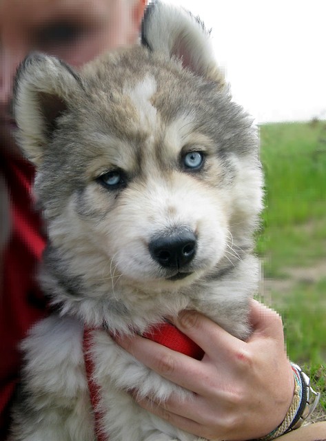 Hasu