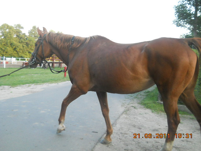 Wpis horsemanship12