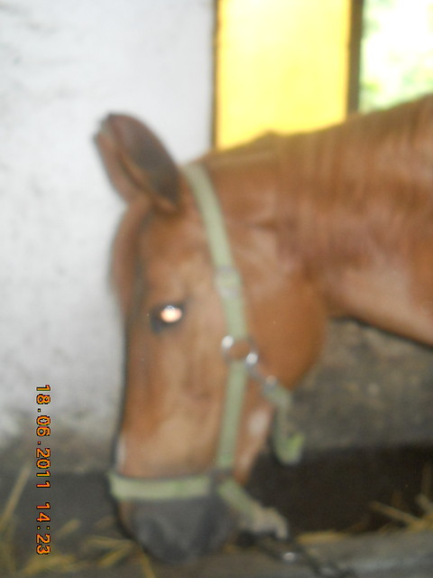 Wpis horsemanship12