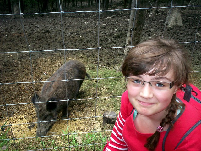 Dzikusyy w lesie 