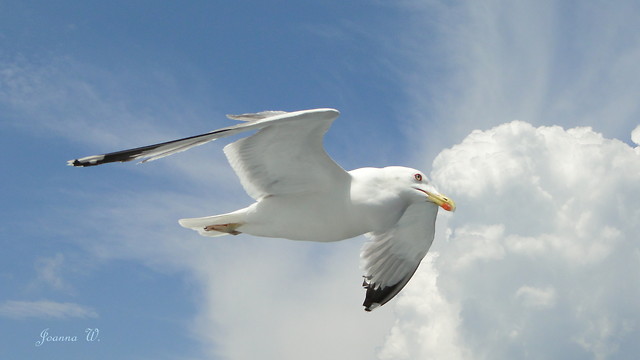 albatros 