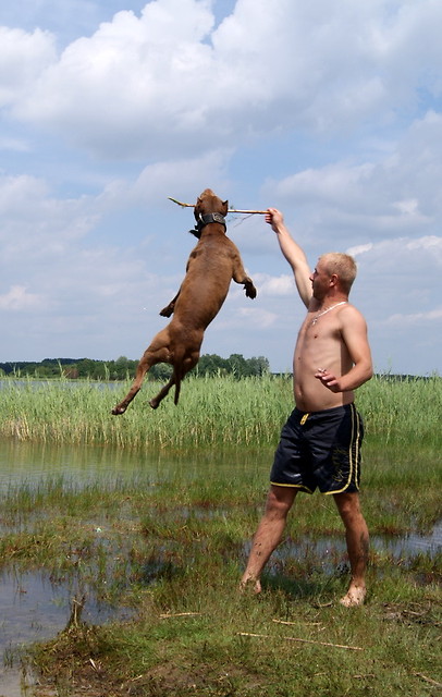 drago