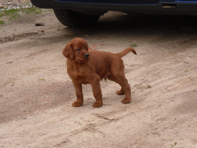 Choco Boy