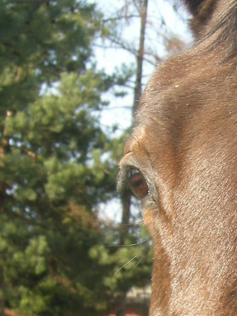 Oczko