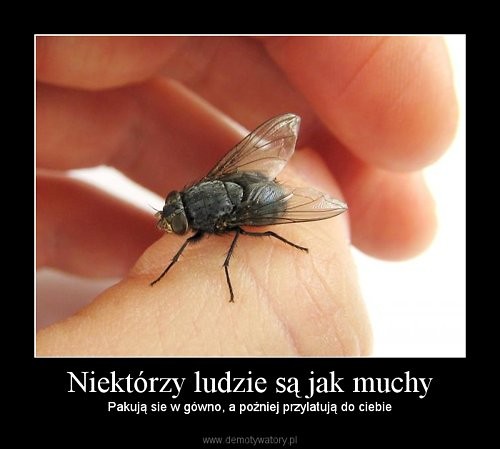 Tiiaa ; D 