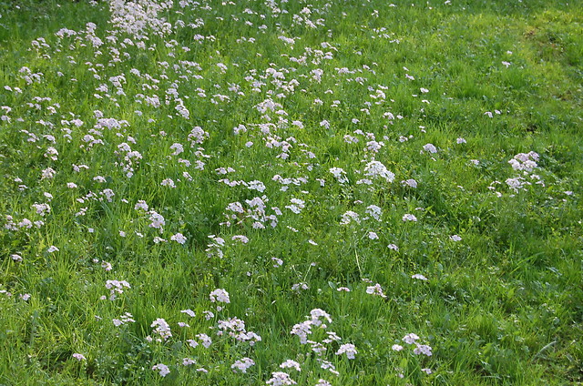 Wpis valleylily