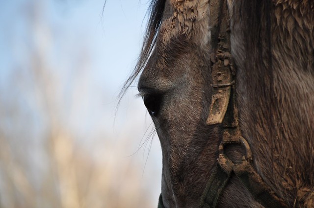 eye of the horse