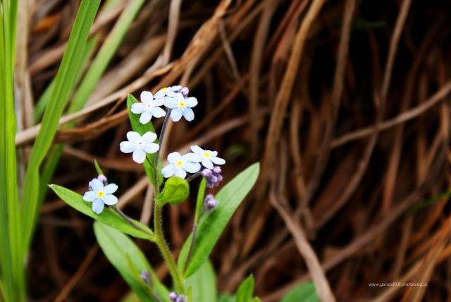 686. Flower CXXI