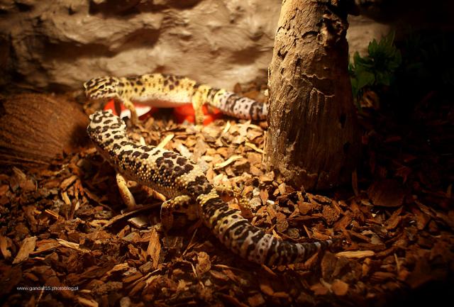 687. Gecko V