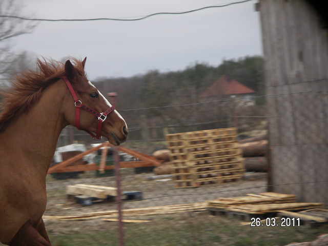 Koniee < 333