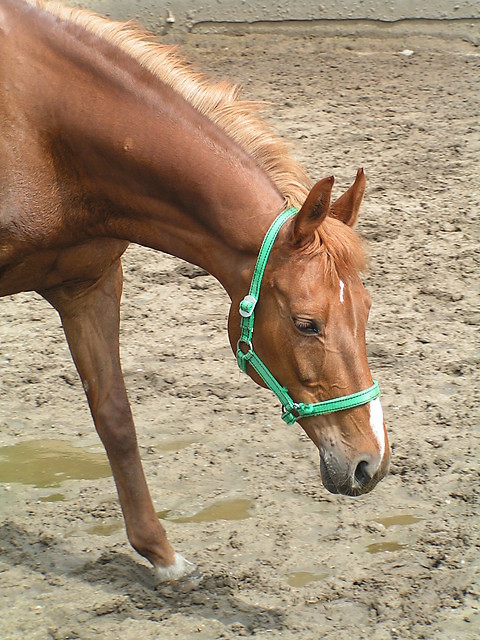 Wpis horsemanship12
