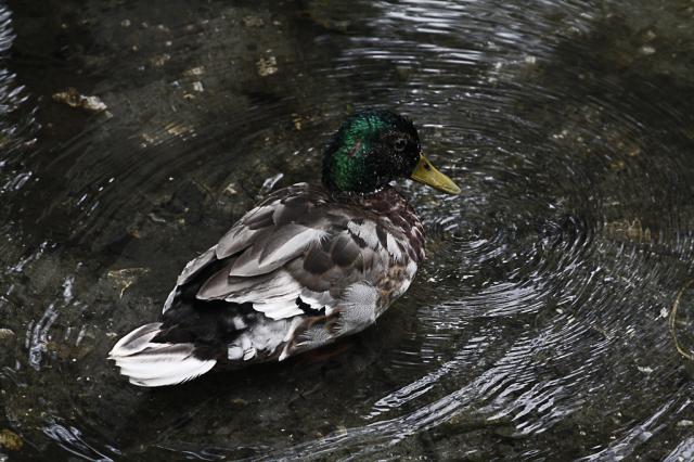 kacka