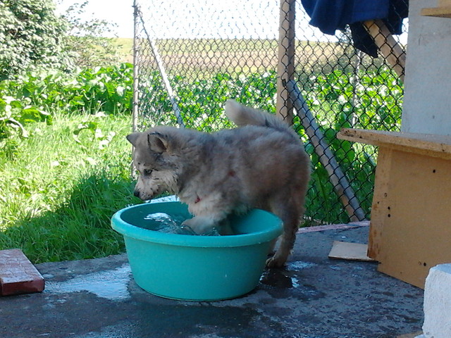 Hasu :)