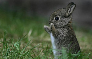 Rabbit 