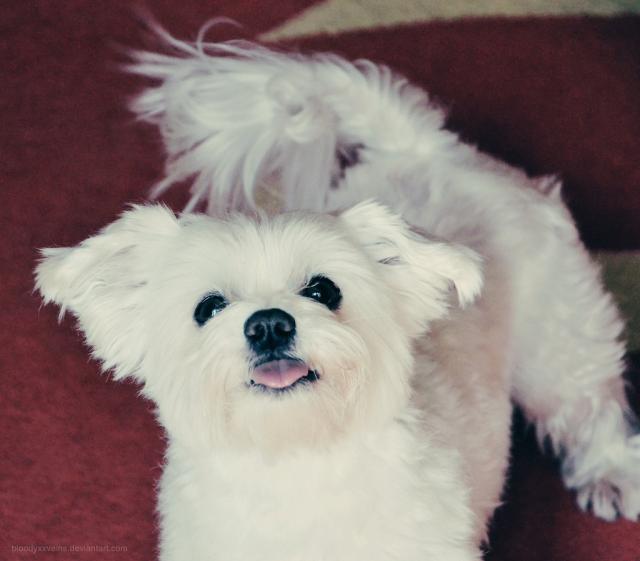 Wpis unicornscent