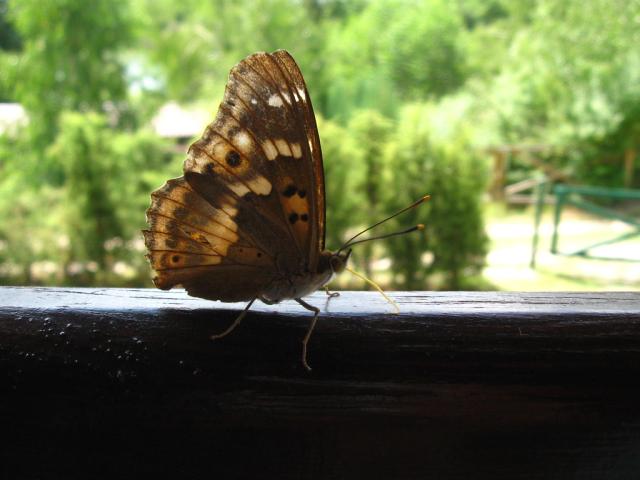 Motylek