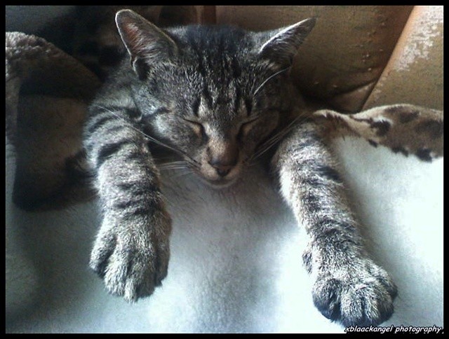 ziomu ; * .