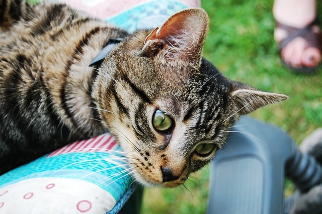 Teodor