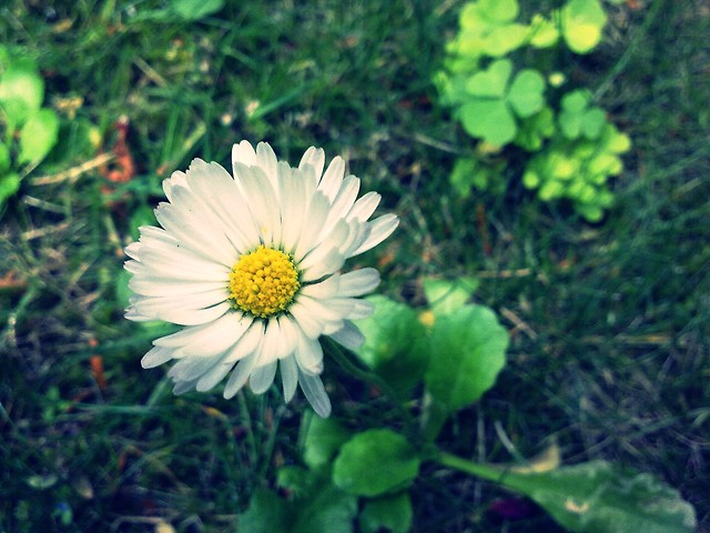 daisy.