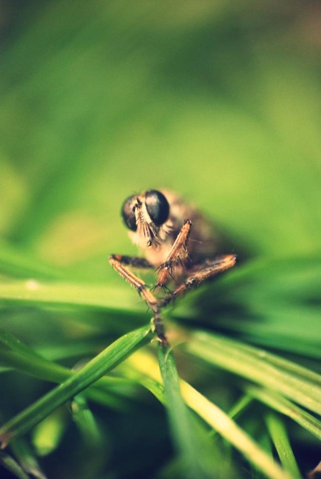 MACRO robal