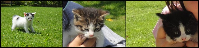 kotki :)