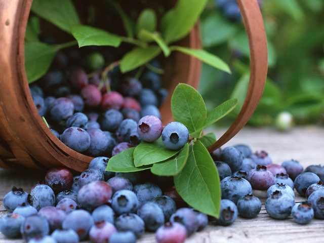 blueberry 