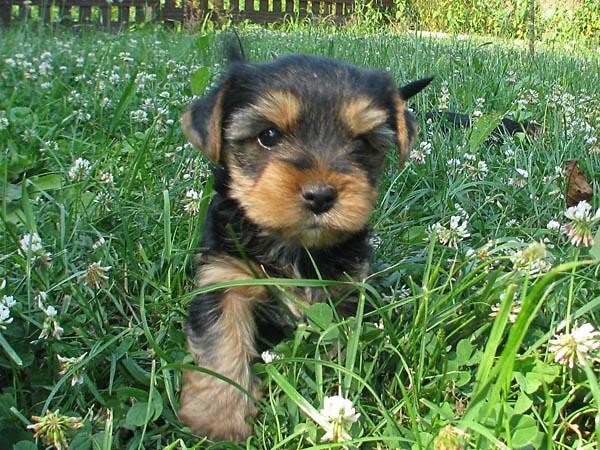 Piesek. :)