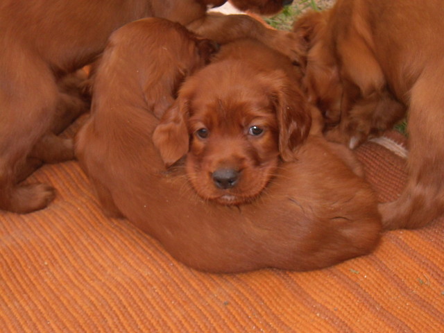 Choco Boy;**