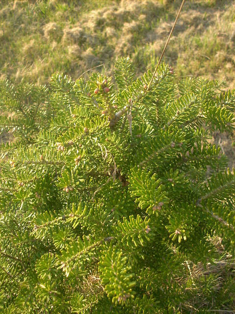 Wpis sylwiatko1