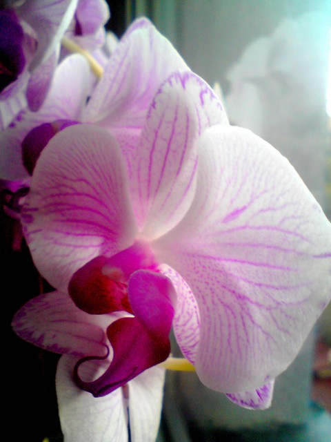 Orchidea