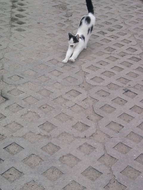 kotek. ;** 