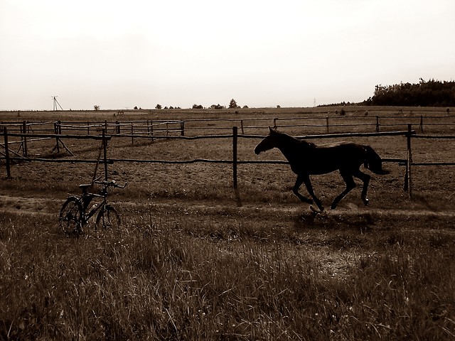 Wpis sylviahorses