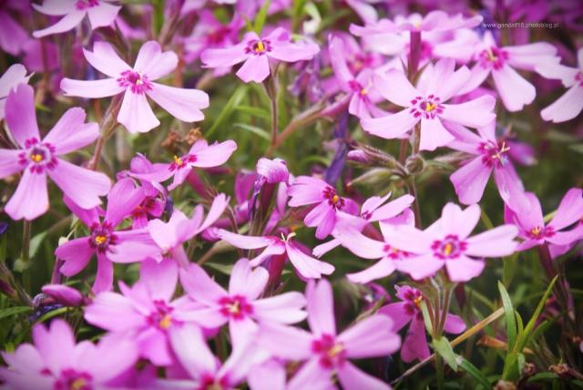 688. Flower CXXII