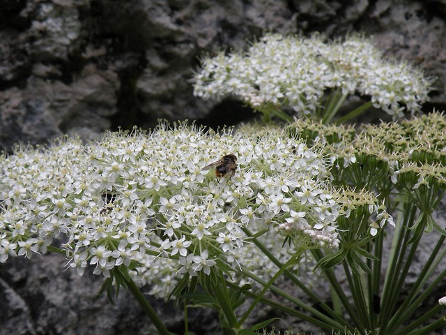 pszczoa