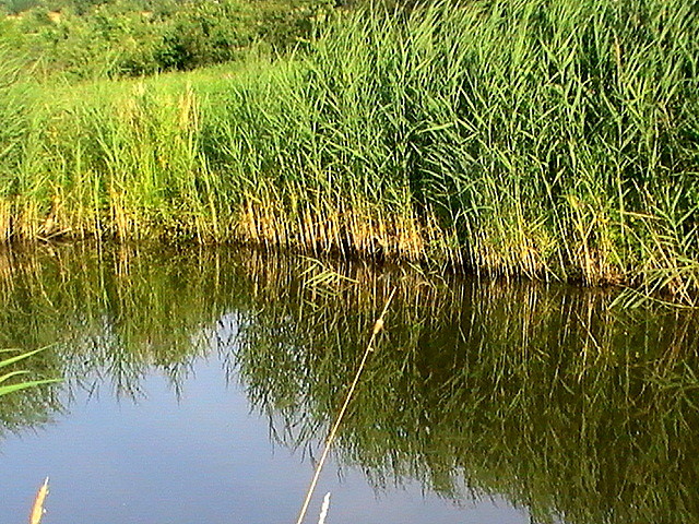 staw. 
