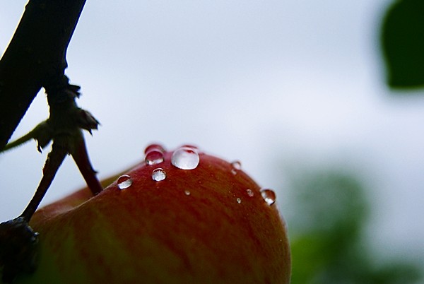 apple with drops .