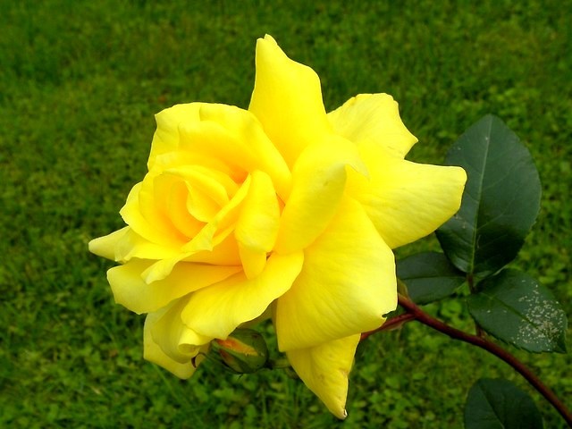Wpis lusiaczek97